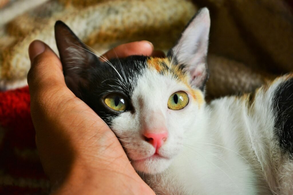 Happy cat with natural pet care is looking adorably at owner
