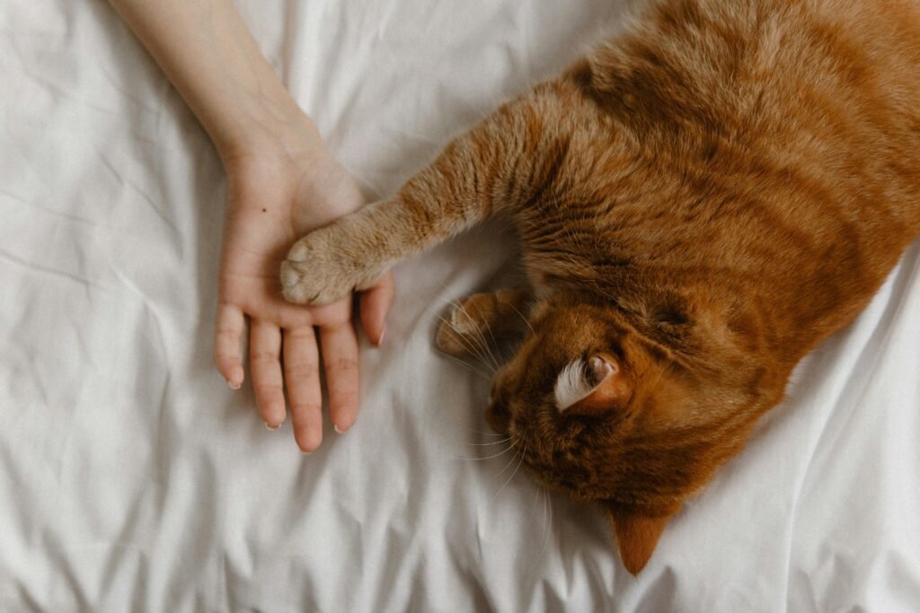 Happy cat with natural pet care puts paw on owner's hand.