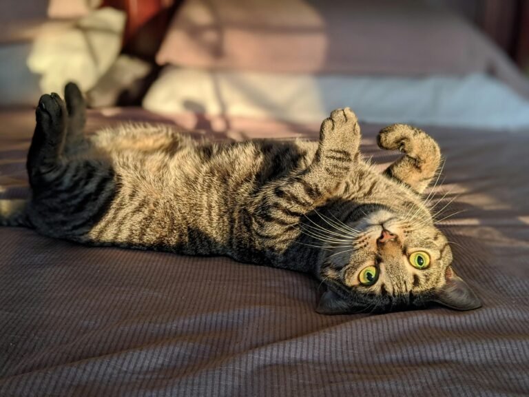 A healthy playful cat looking at our audience who are interested to learn about natural pet care and traditional pet care.