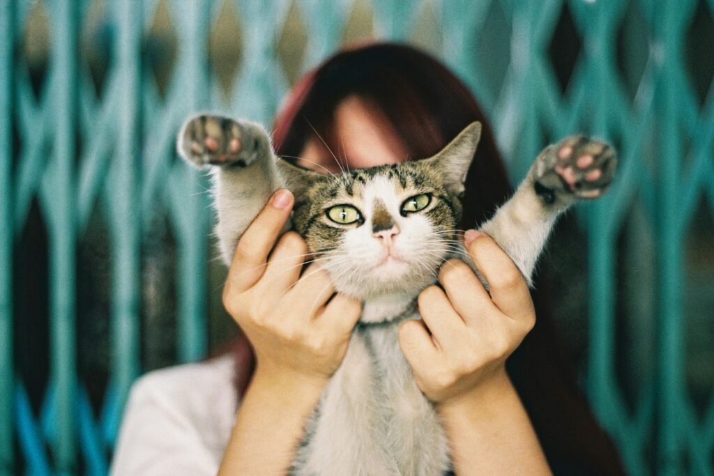 A happy cat with owner