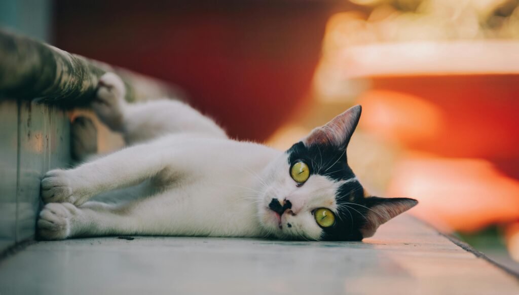 Playful happy cat with practical natural pet care strategies.