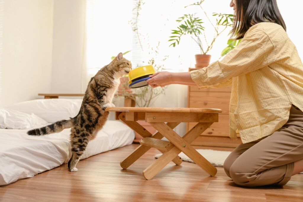 A happy cat eating natural diet food from his owner's hand.